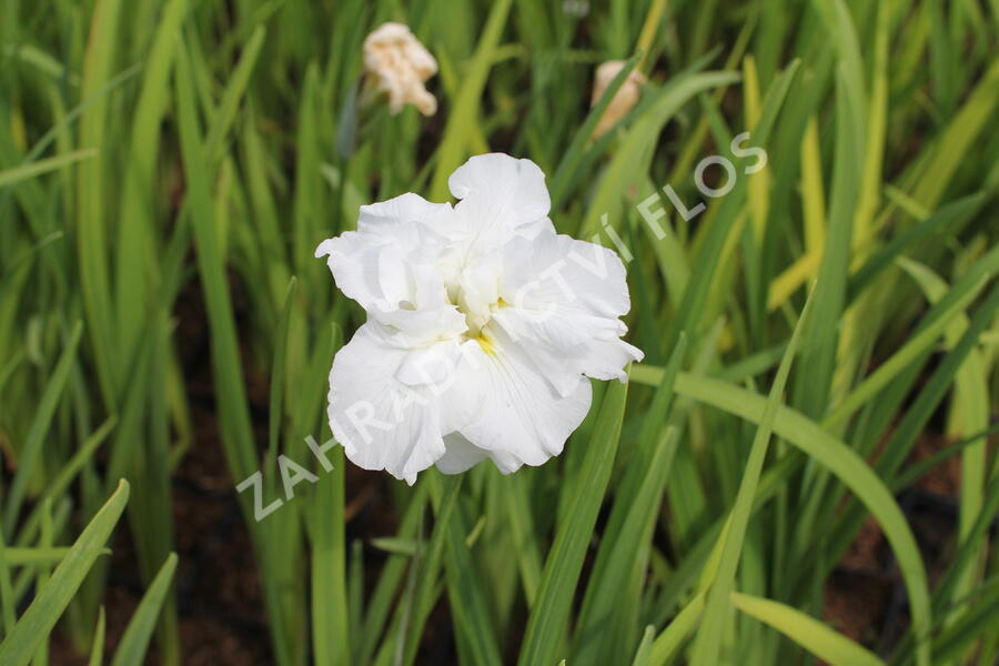 Kosatec Dinner Plate 'Cupcake - Iris ensata Dinner Plate 'Cupcake