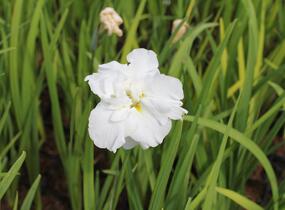 Kosatec Dinner Plate 'Cupcake' - Iris ensata Dinner Plate 'Cupcake'