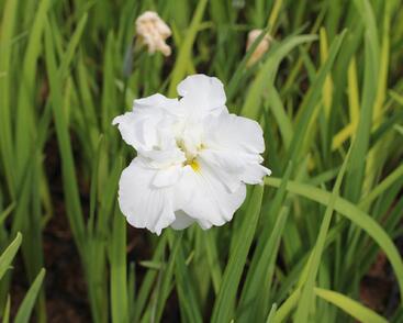 Kosatec Dinner Plate 'Cupcake'