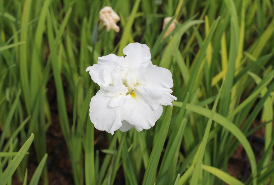 Kosatec Dinner Plate 'Cupcake' - Iris ensata Dinner Plate 'Cupcake'