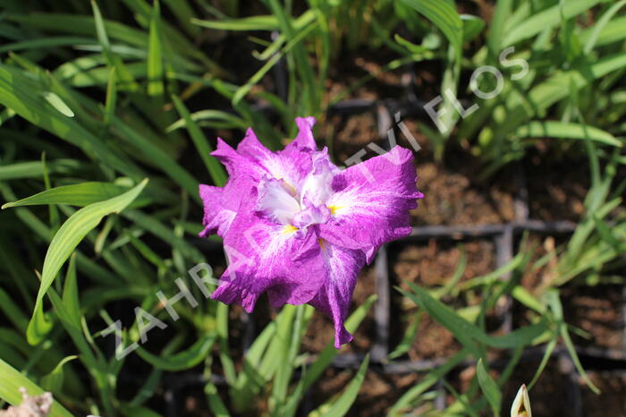 Kosatec Dinner Plate 'Tiramisu' - Iris ensata Dinner Plate 'Tiramisu'
