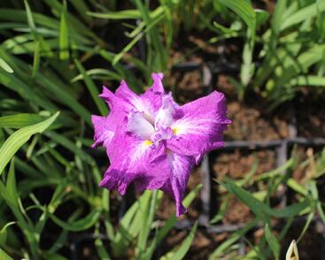 Kosatec Dinner Plate 'Tiramisu'