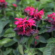 Zavinutka 'Bee-Happy' - Monarda 'Bee-Happy'