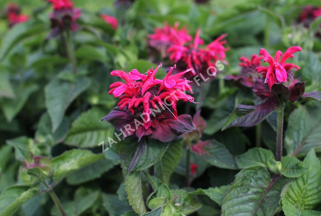 Zavinutka 'Bee-Happy' - Monarda 'Bee-Happy'