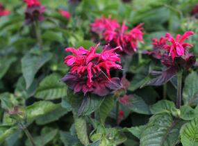 Zavinutka 'Bee-Happy' - Monarda 'Bee-Happy'