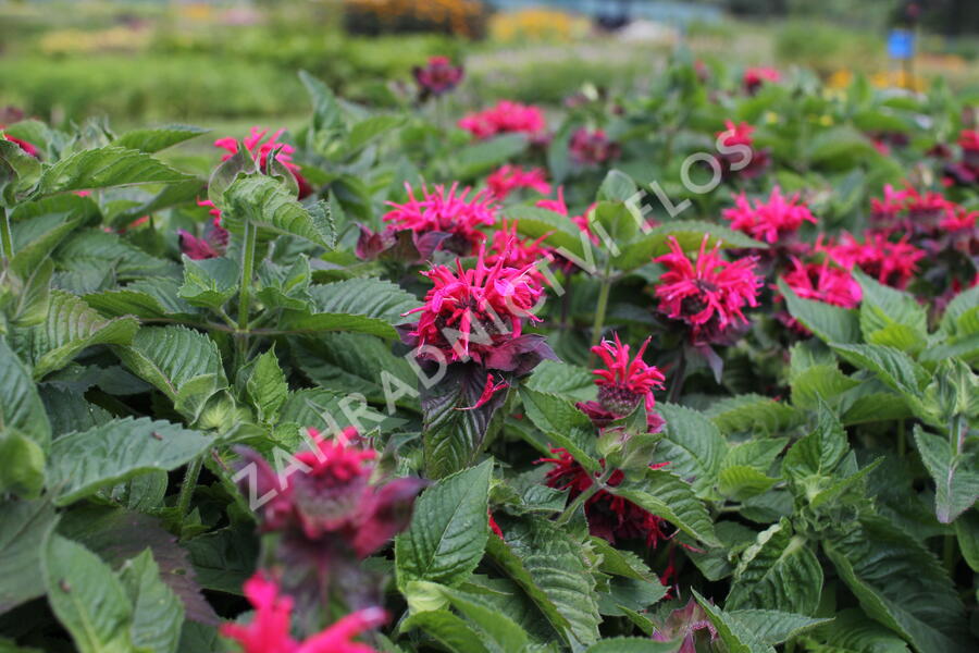 Zavinutka 'Bee-Happy' - Monarda 'Bee-Happy'
