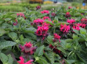 Zavinutka 'Bee-Happy' - Monarda 'Bee-Happy'