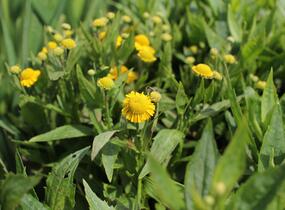 Záplevák podzimní 'Mariach MT Sombrero' - Helenium autumnale 'Mariachi MT Sombrero'