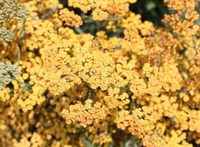 Řebříček obecný 'Inca Gold' - Achillea millefolium 'Inca Gold'