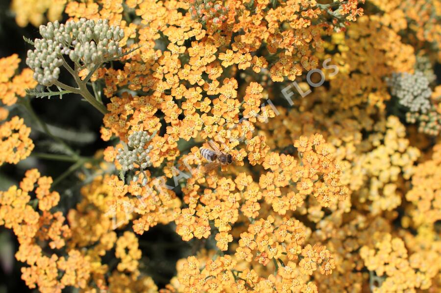 Řebříček obecný 'Inca Gold' - Achillea millefolium 'Inca Gold'