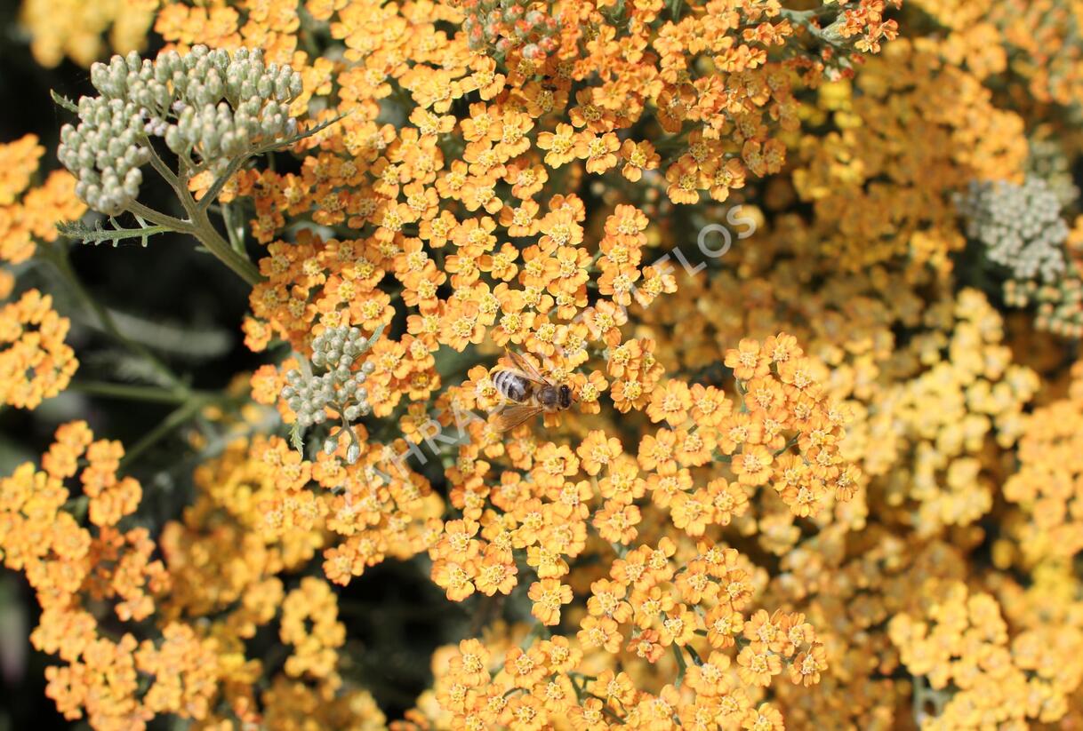 Řebříček obecný 'Inca Gold' - Achillea millefolium 'Inca Gold'