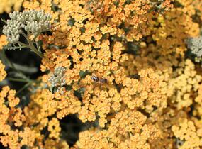 Řebříček obecný 'Inca Gold' - Achillea millefolium 'Inca Gold'