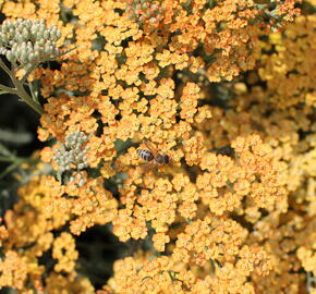 Řebříček obecný 'Inca Gold' - Achillea millefolium 'Inca Gold'