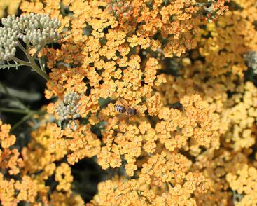 Řebříček obecný 'Inca Gold'