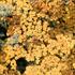 Achillea millefolium 'Inca Gold'_02.JPG