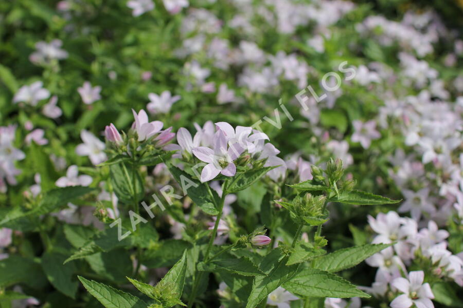 Zvonek bělokvětý 'Loddon Anna' - Campanula lactiflora 'Loddon Anna'