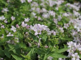 Zvonek bělokvětý 'Loddon Anna' - Campanula lactiflora 'Loddon Anna'
