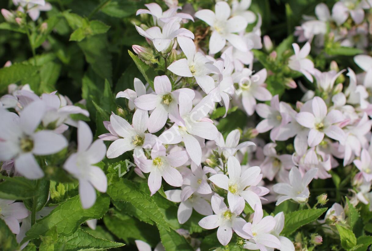 Zvonek bělokvětý 'Loddon Anna' - Campanula lactiflora 'Loddon Anna'