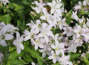 Zvonek bělokvětý 'Loddon Anna' - Campanula lactiflora 'Loddon Anna'