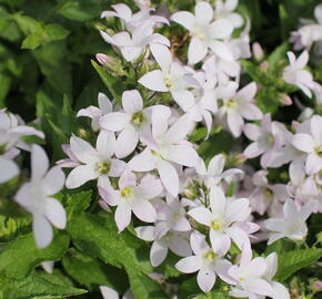 Zvonek bělokvětý 'Loddon Anna' - Campanula lactiflora 'Loddon Anna'