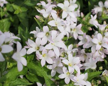 Zvonek bělokvětý 'Loddon Anna'