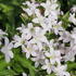 Campanula lactiflora 'Loddon Anna'_03.JPG