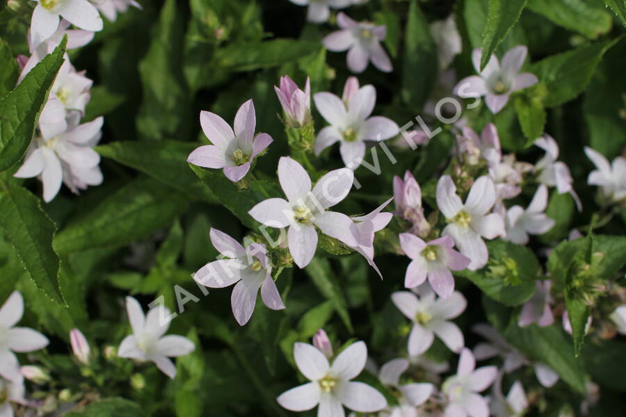 Zvonek bělokvětý 'Loddon Anna' - Campanula lactiflora 'Loddon Anna'