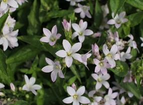 Zvonek bělokvětý 'Loddon Anna' - Campanula lactiflora 'Loddon Anna'
