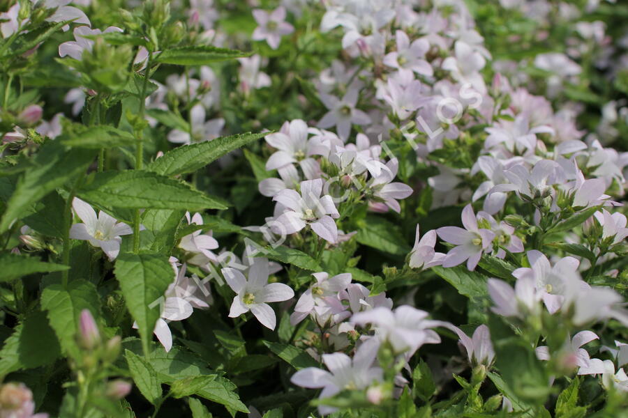 Zvonek bělokvětý 'Loddon Anna' - Campanula lactiflora 'Loddon Anna'