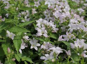 Zvonek bělokvětý 'Loddon Anna' - Campanula lactiflora 'Loddon Anna'