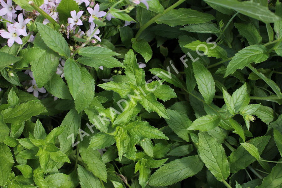 Zvonek bělokvětý 'Loddon Anna' - Campanula lactiflora 'Loddon Anna'