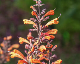 Agastache 'Sunny Sparks Tangerine'