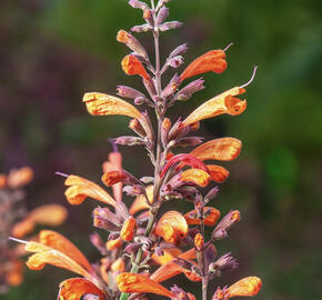 Agastache 'Sunny Sparks Tangerine'