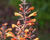 Agastache 'Sunny Sparks Tangerine'