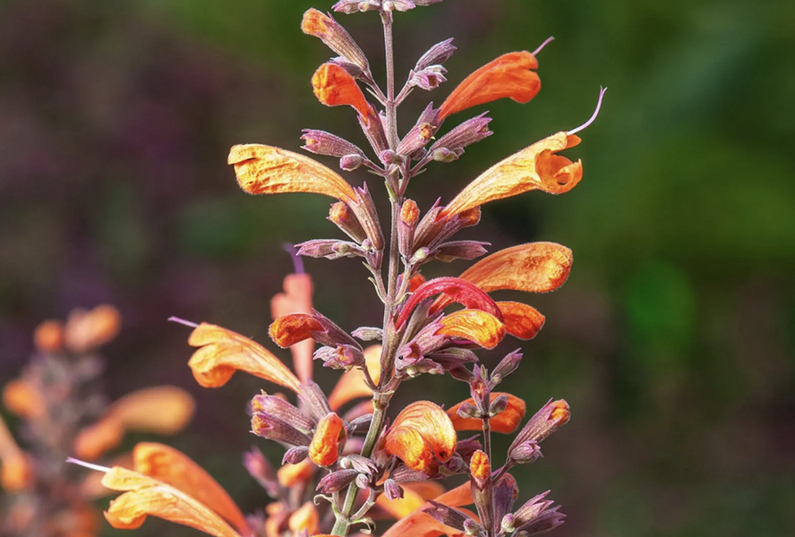 Agastache 'Sunny Sparks Tangerine' - Agastache aurantiaca 'Sunny Sparks Tangerine'