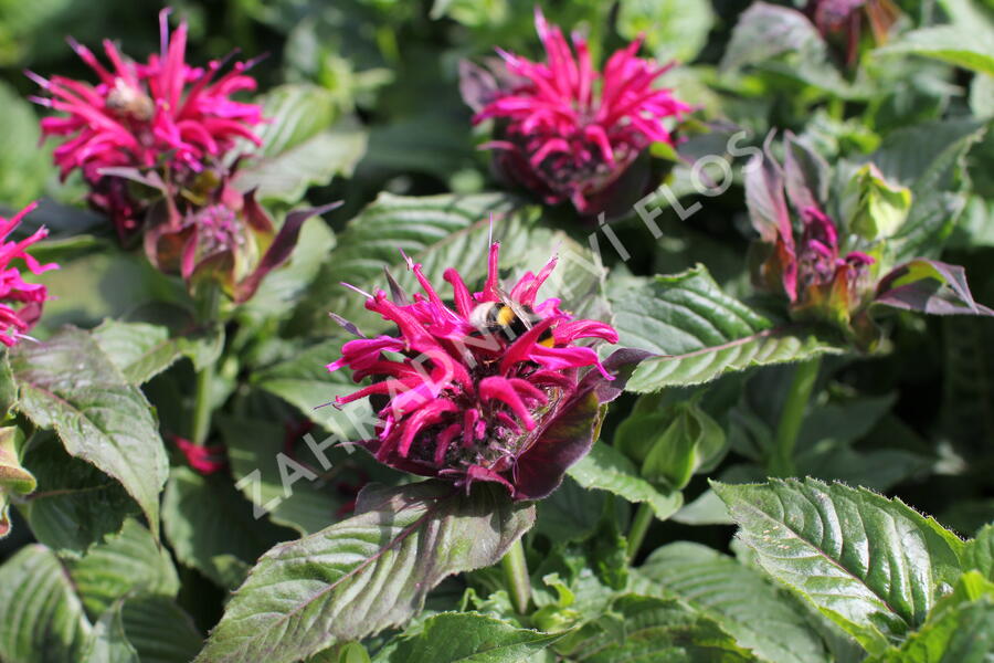 Zavinutka 'Bee-True' - Monarda 'Bee-True'
