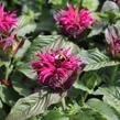 Zavinutka 'Bee-True' - Monarda 'Bee-True'