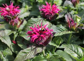 Zavinutka 'Bee-True' - Monarda 'Bee-True'