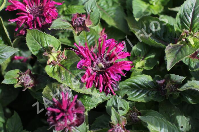 Zavinutka 'Bee-True' - Monarda 'Bee-True'