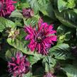 Zavinutka 'Bee-True' - Monarda 'Bee-True'