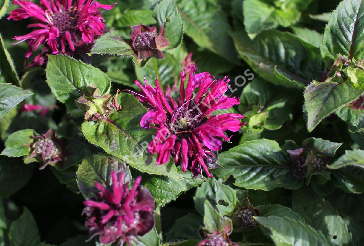 Zavinutka 'Bee-True' - Monarda 'Bee-True'