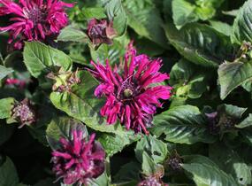 Zavinutka 'Bee-True' - Monarda 'Bee-True'