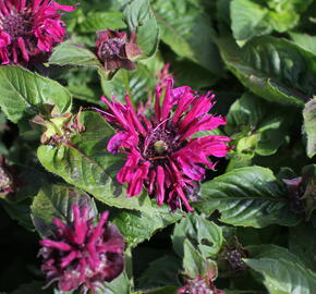 Zavinutka 'Bee-True' - Monarda 'Bee-True'