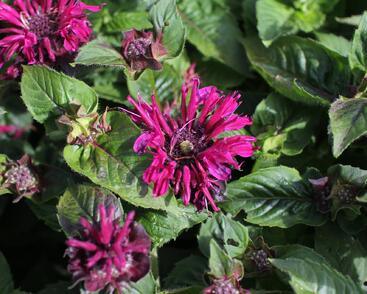 Zavinutka 'Bee-True'