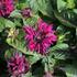 Monarda 'Bee-True'_01.JPG