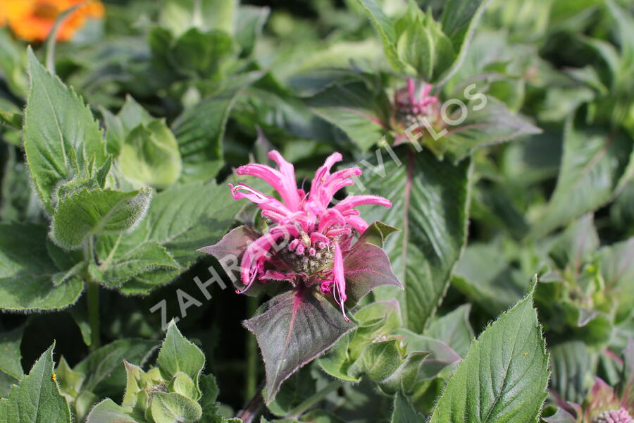 Zavinutka 'Bee-Lieve' - Monarda 'Bee-Lieve'