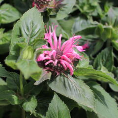 Zavinutka 'Bee-Lieve' - Monarda 'Bee-Lieve'