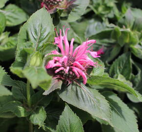 Zavinutka 'Bee-Lieve' - Monarda 'Bee-Lieve'