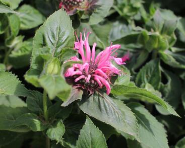 Zavinutka 'Bee-Lieve'