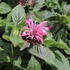 Monarda 'Bee-Lieve'_01.JPG